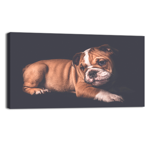 Portrait of English Bulldo