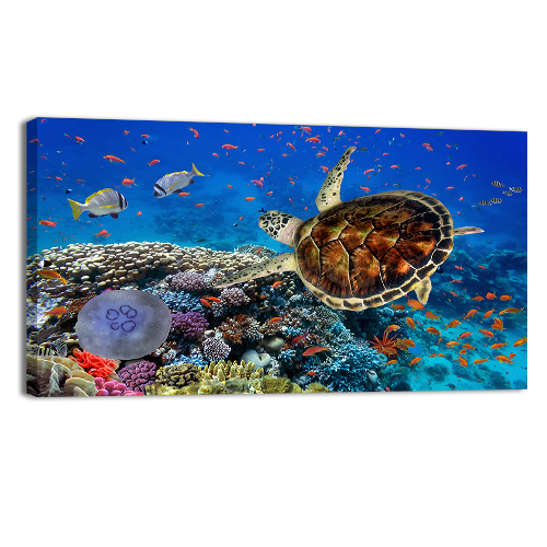 Coral Reff and Sea turtle