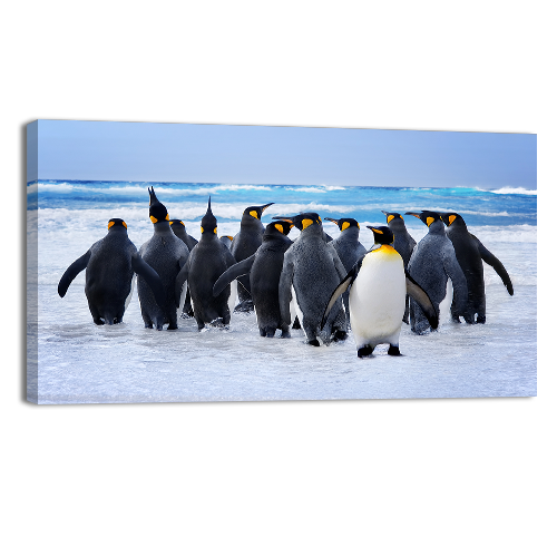 King Pinguins