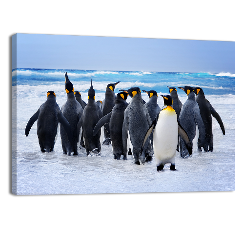 King Pinguins