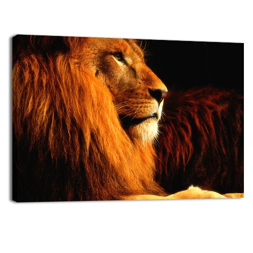 Lion in the dark