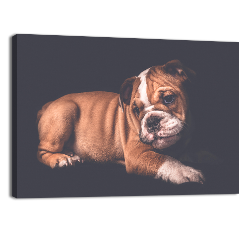 Portrait of English Bulldo