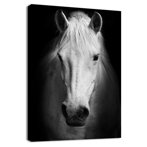 Portrait of a white Horse