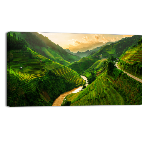 Rice Fields Vietnam