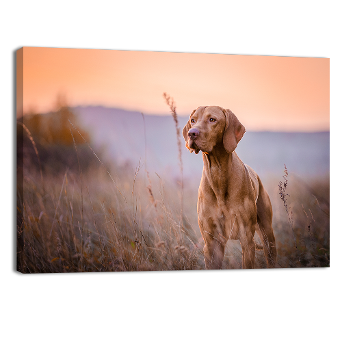 Hungarian vizsla Portrait