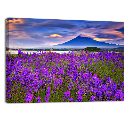 Fiji mountain and Lavander