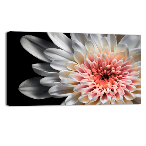 White dahlia