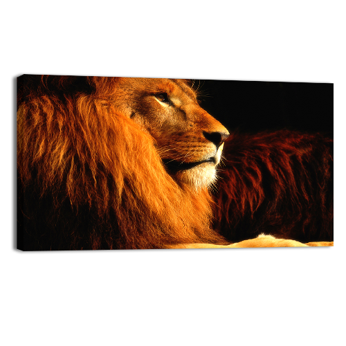 Lion in the dark