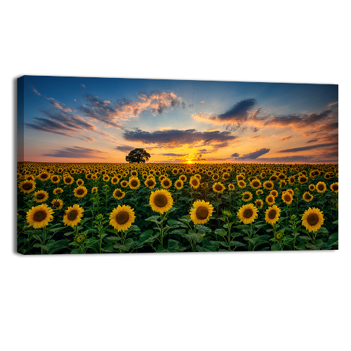 Field of Blooming Sunflowers
