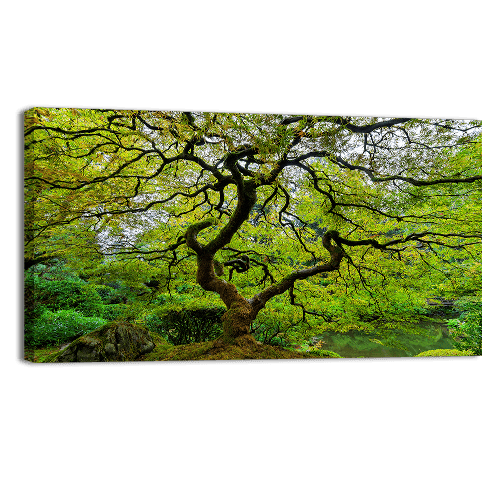 Old Japanese Maple