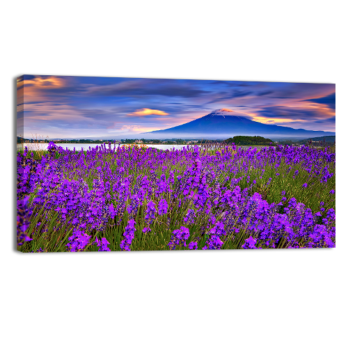 Fiji mountain and Lavander