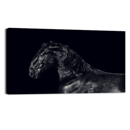 Black kladruber Horse