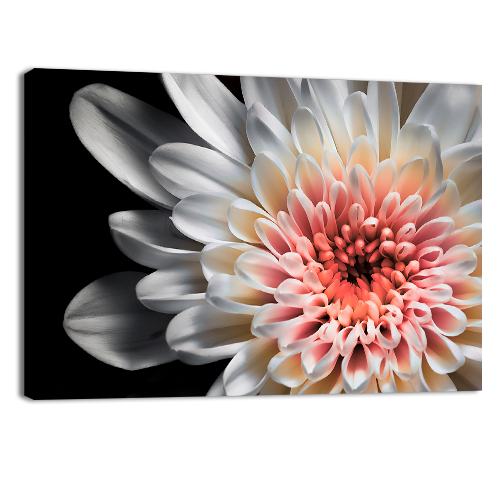 White dahlia