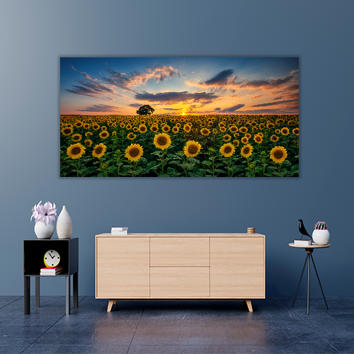 Field of Blooming Sunflowers