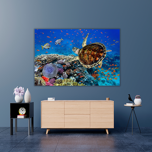 Coral Reff and Sea turtle