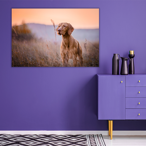 Hungarian vizsla Portrait