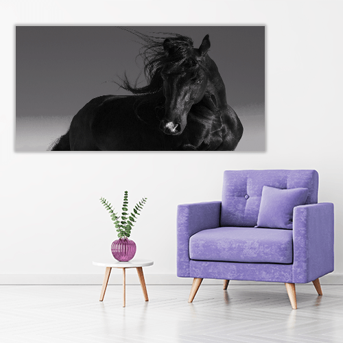 Black Stallion