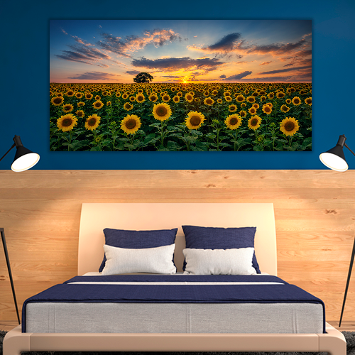 Field of Blooming Sunflowers