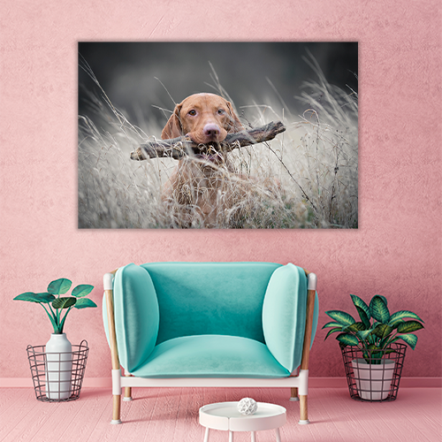 Hungarian Hound Dog