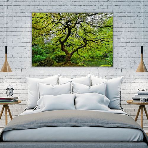 Old Japanese Maple