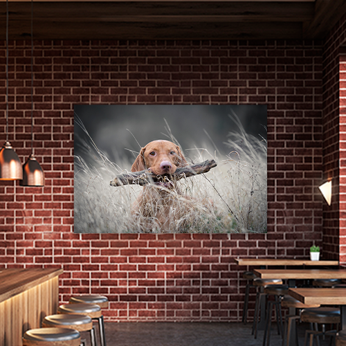 Hungarian Hound Dog