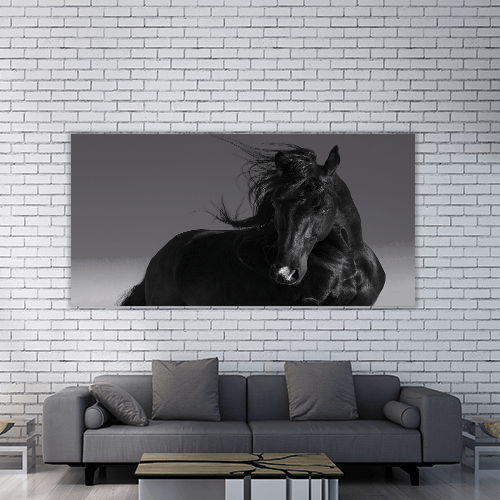 Black Stallion