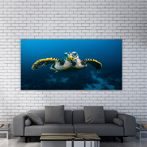 Sea Turtle in Raja Ampat