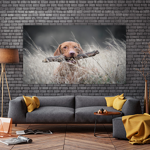 Hungarian Hound Dog