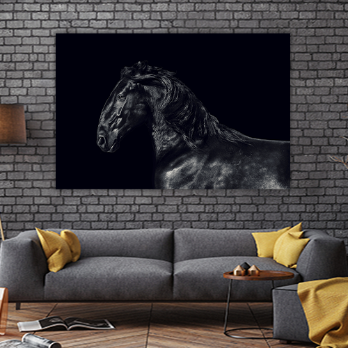 Black kladruber Horse