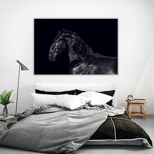 Black kladruber Horse