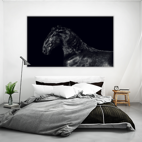 Black kladruber Horse