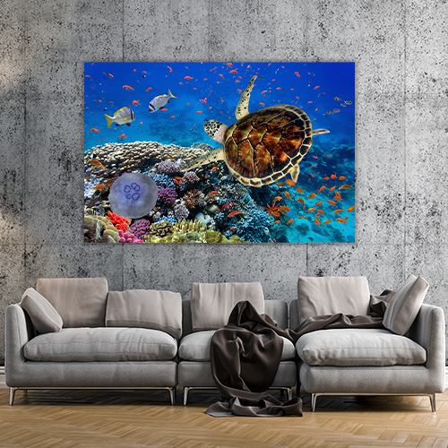 Coral Reff and Sea turtle