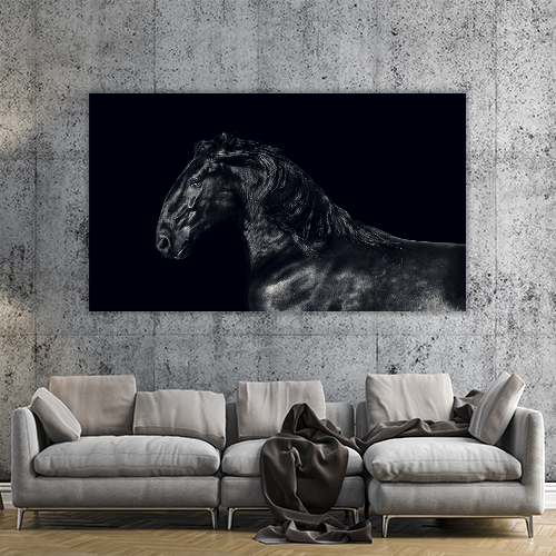 Black kladruber Horse