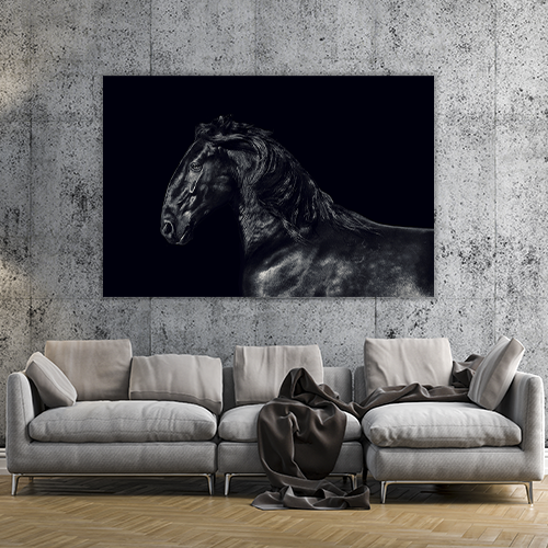 Black kladruber Horse