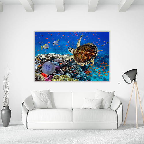 Coral Reff and Sea turtle