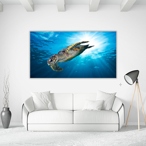 Sea Turtle Dive Down