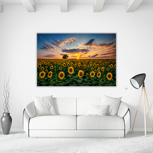 Field of Blooming Sunflowers