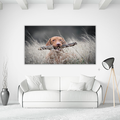 Hungarian Hound Dog