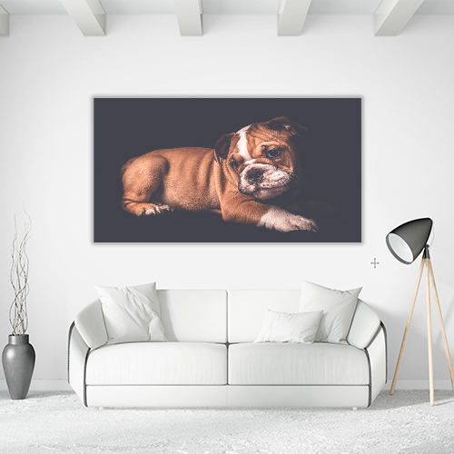 Portrait of English Bulldo