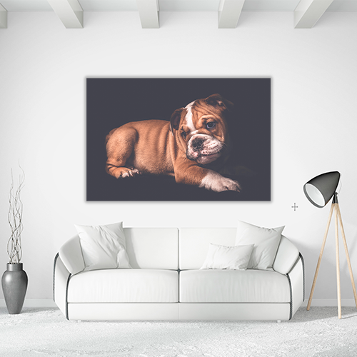 Portrait of English Bulldo