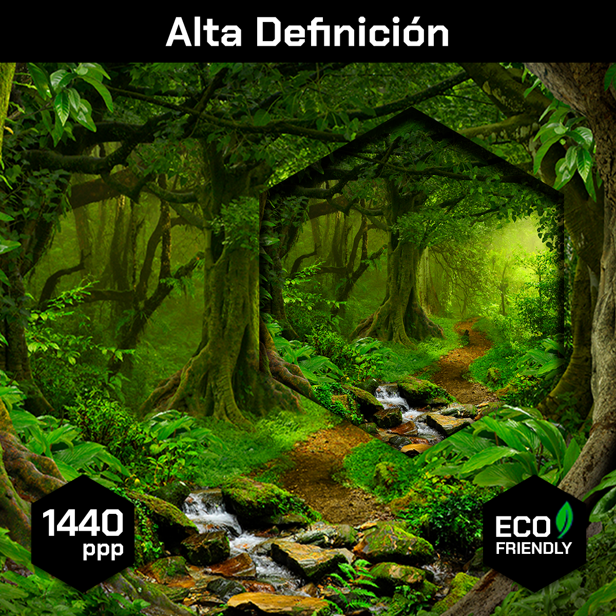 Bosque y Selva Tropical