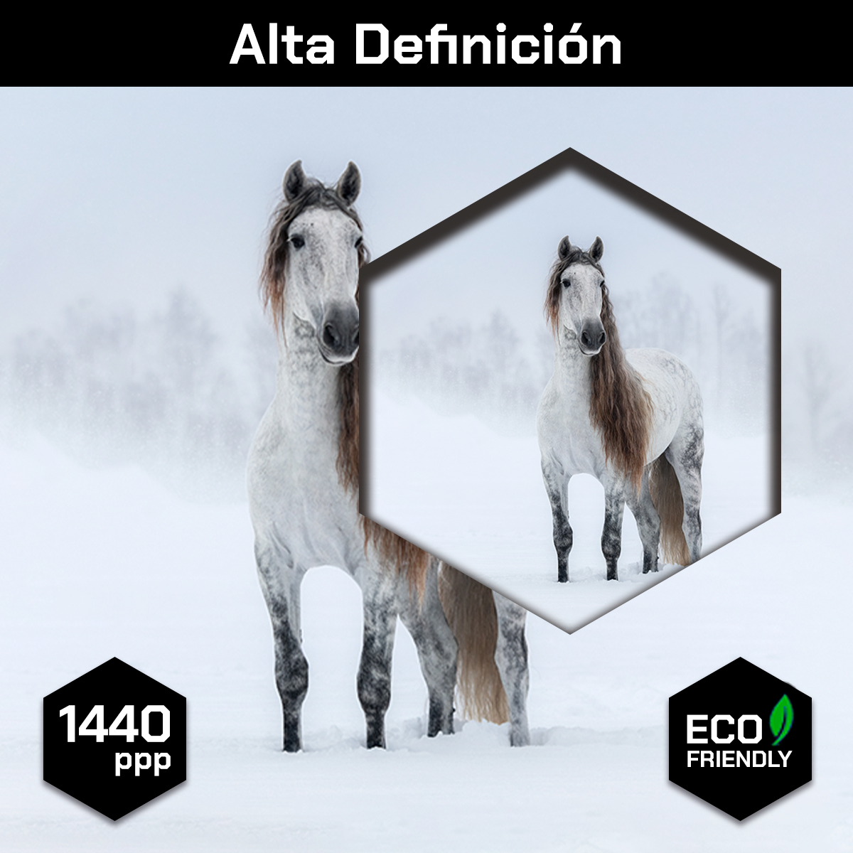 Caballo Bajo La Nieve