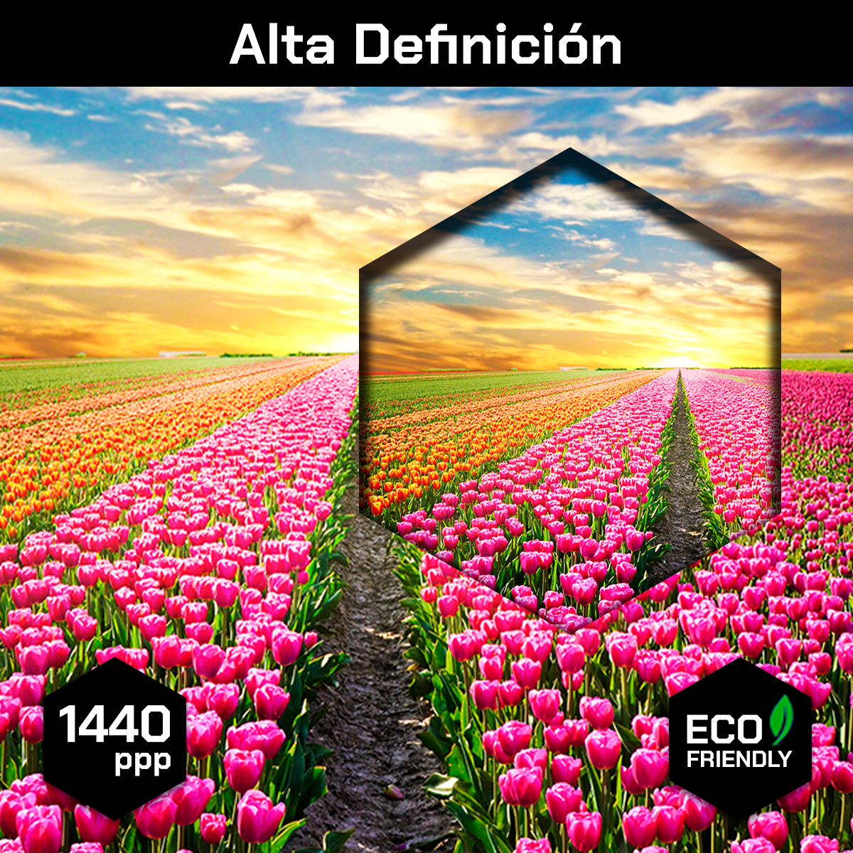 Campo De Tulipanes Rosados