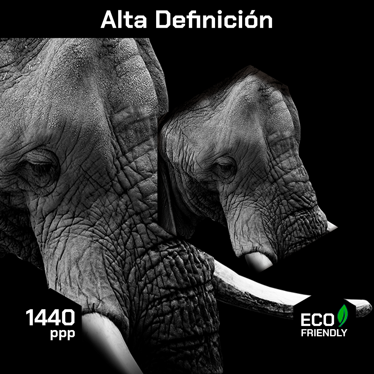 Elefante Retrato Perfil