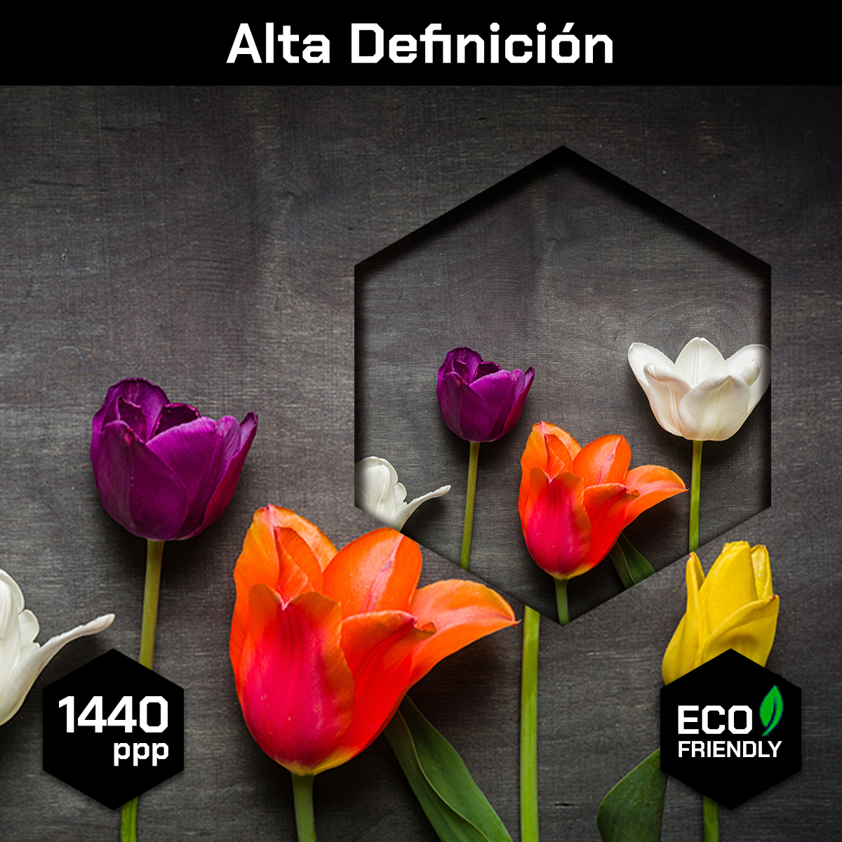 Tulipanes Negro