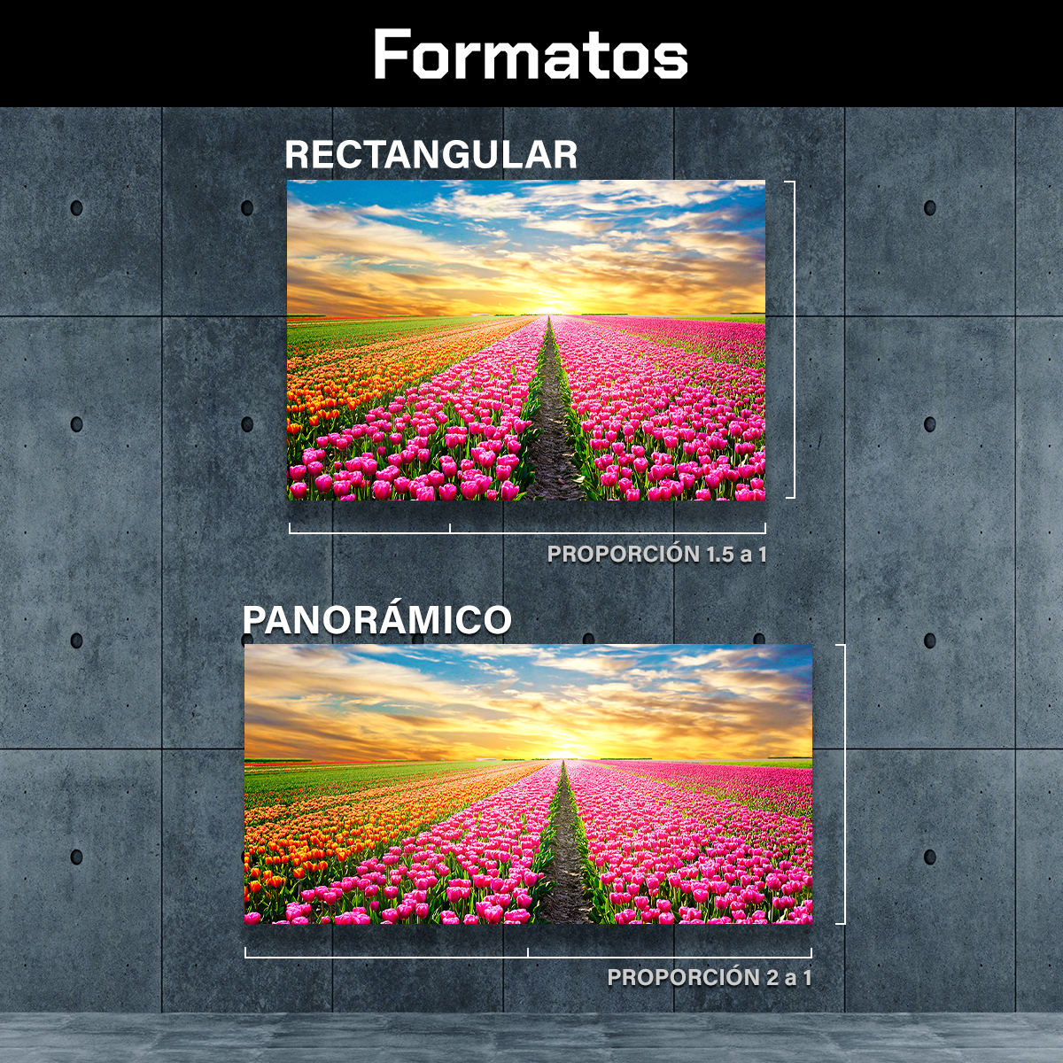 Campo De Tulipanes Rosados