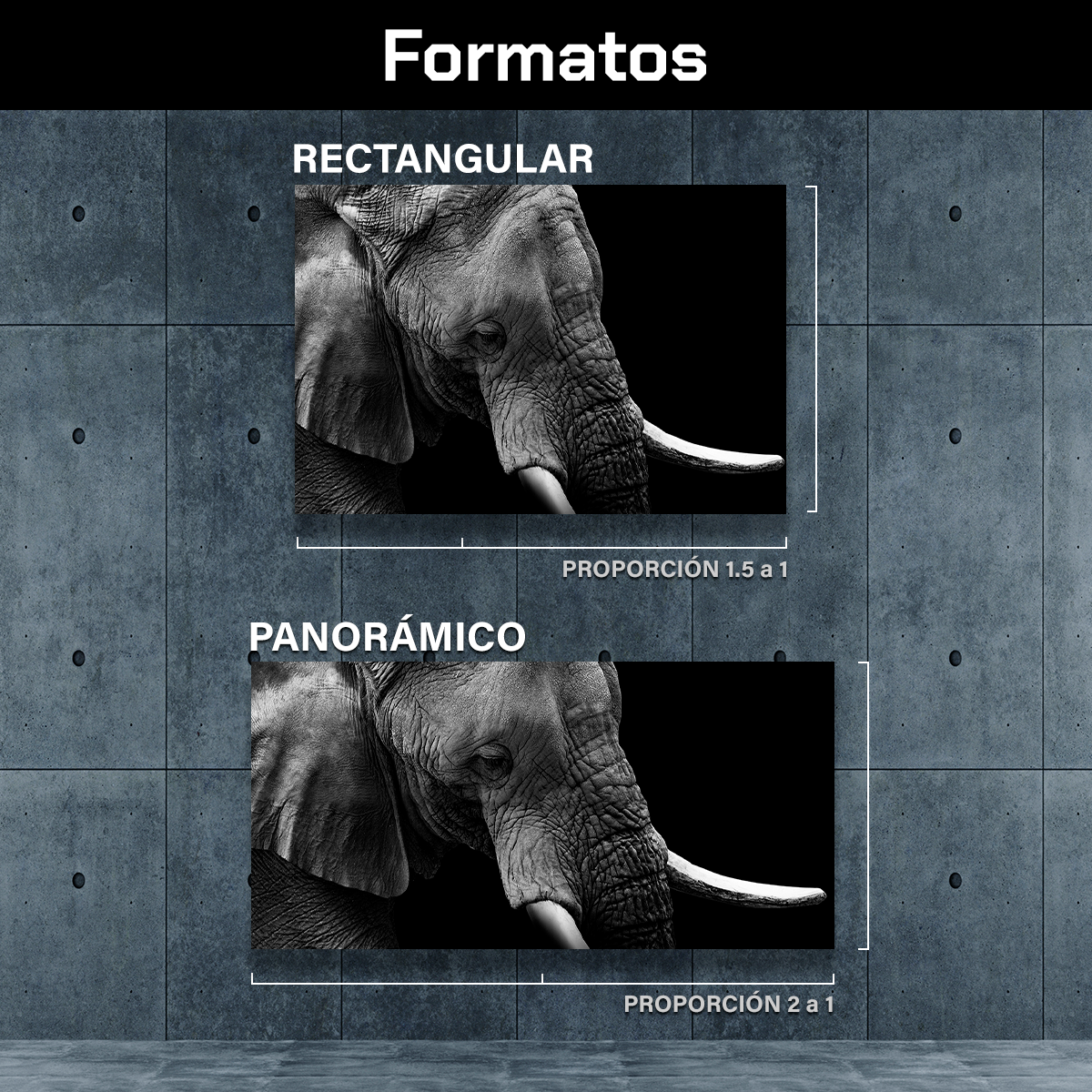 Elefante Retrato Perfil