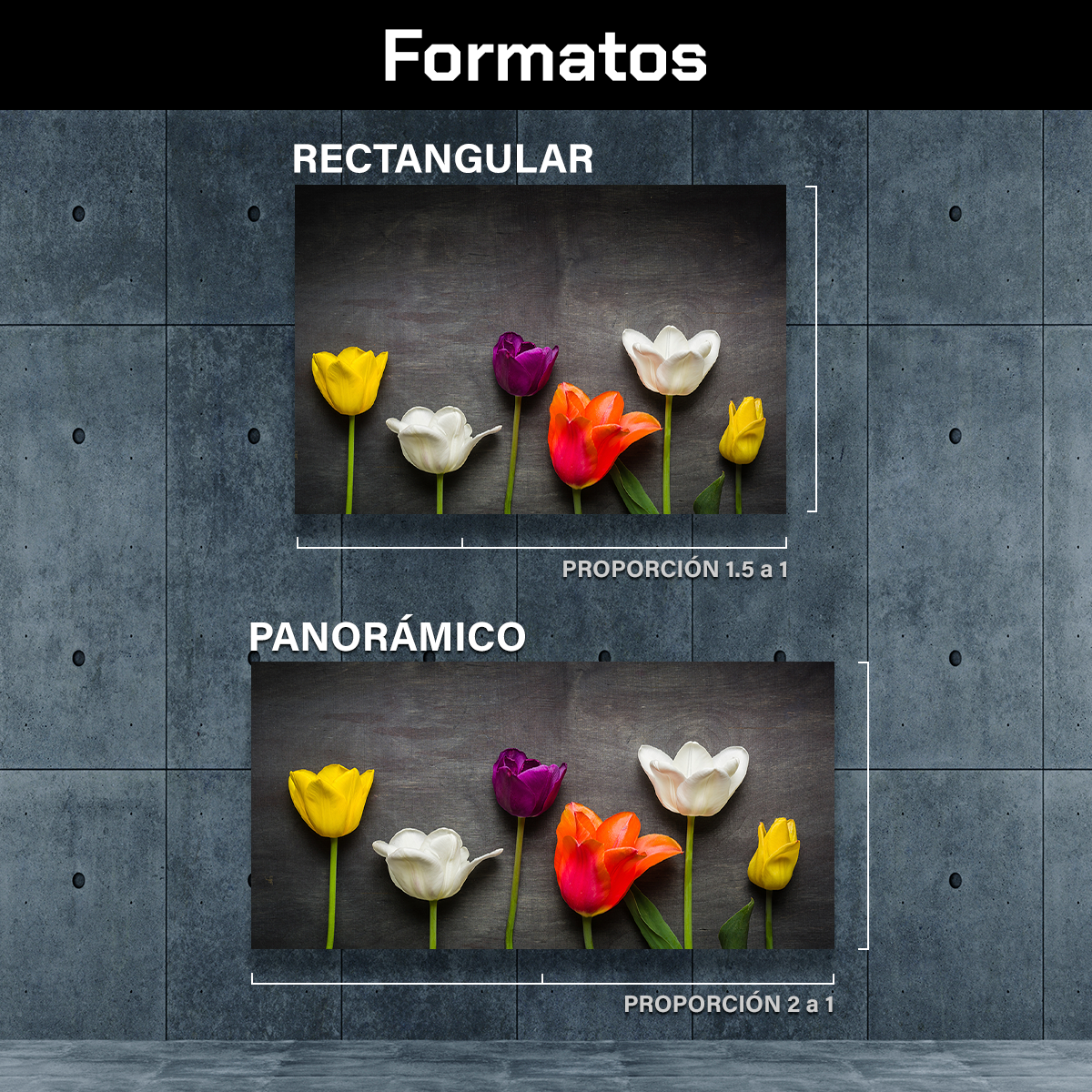 Tulipanes Negro
