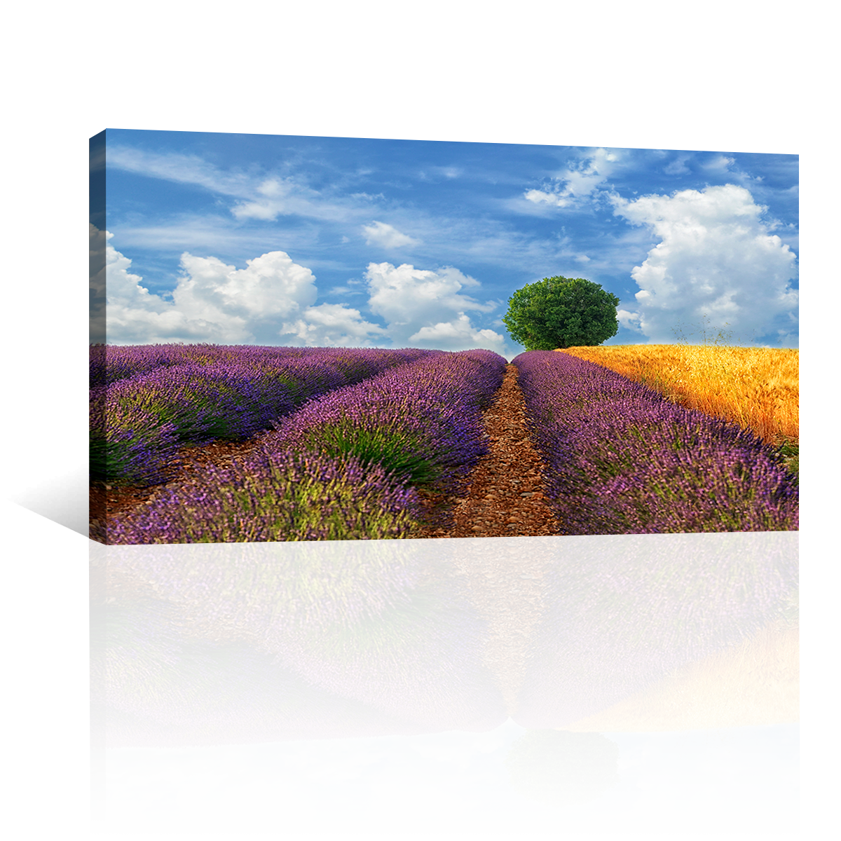 Campos Y Arbol