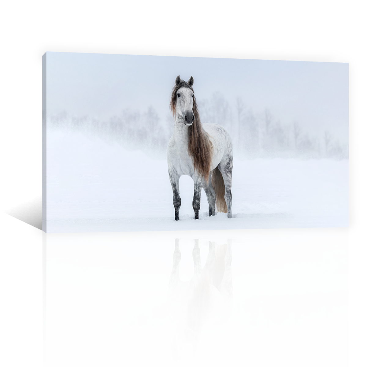 Caballo Bajo La Nieve